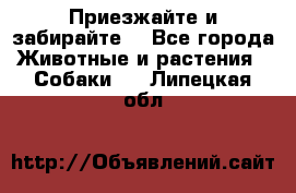 Приезжайте и забирайте. - Все города Животные и растения » Собаки   . Липецкая обл.